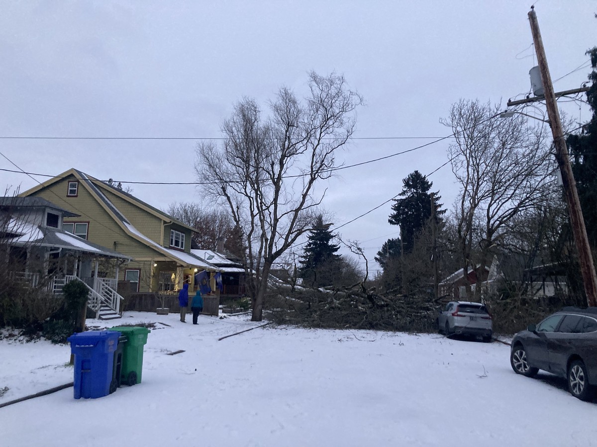 Heritage Tree #23