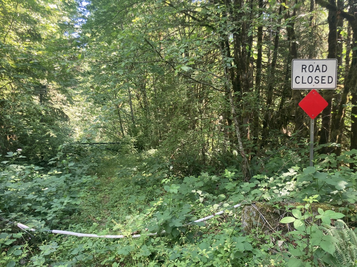 Dixie Mt. Road is CLOSED Heavily overgrown road with a Road Closed sign