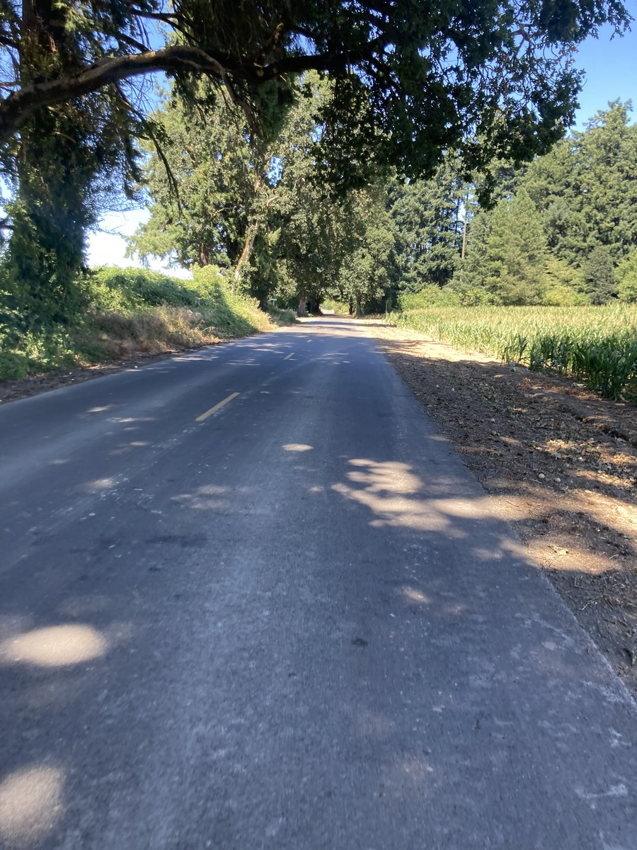 A rare patch of shade on Webfoot road. A rare patch of shade on Webfoot road.