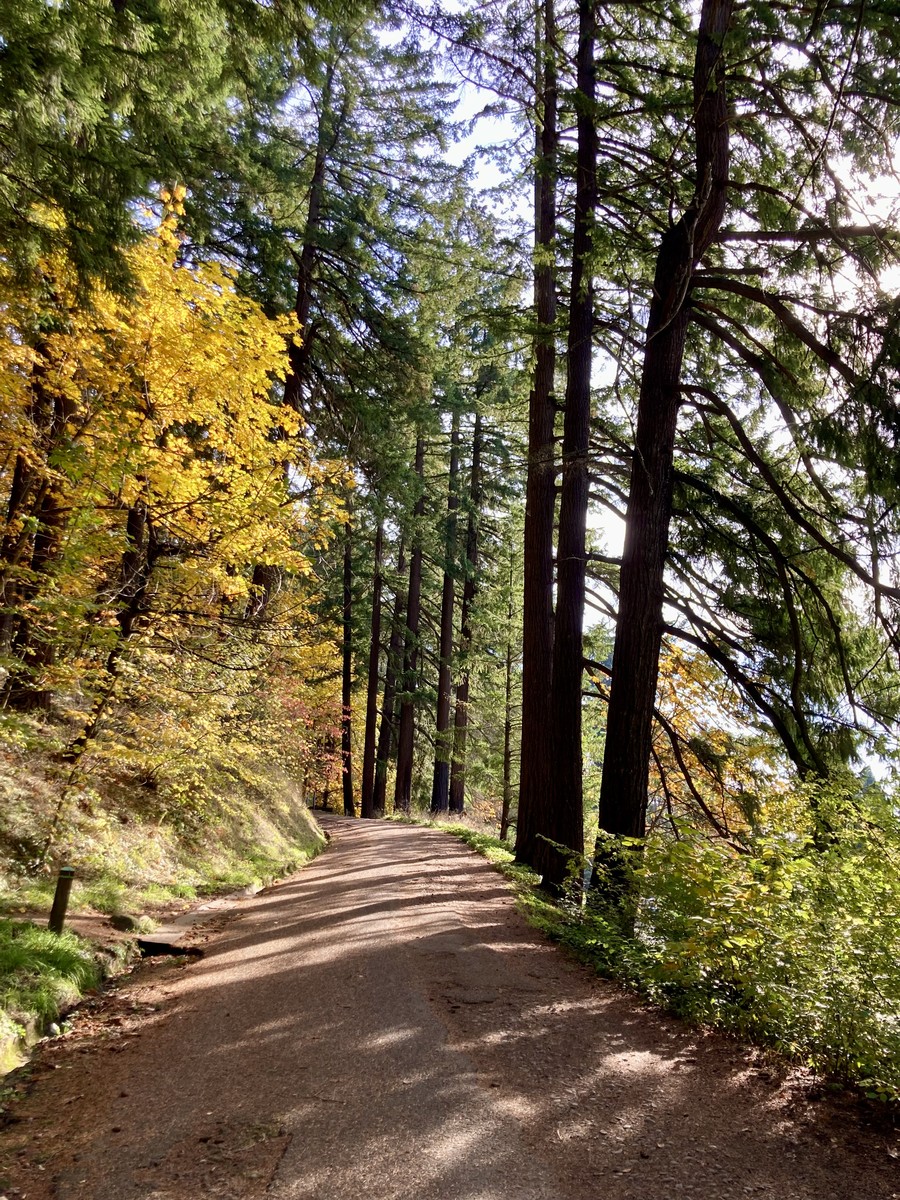 A gravel path heading up a fir forest in autumn
