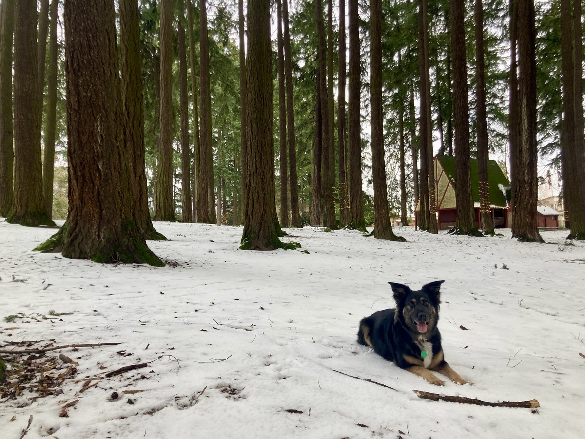 A happy black dog with a stick in a snowy stand of Douglas Firs