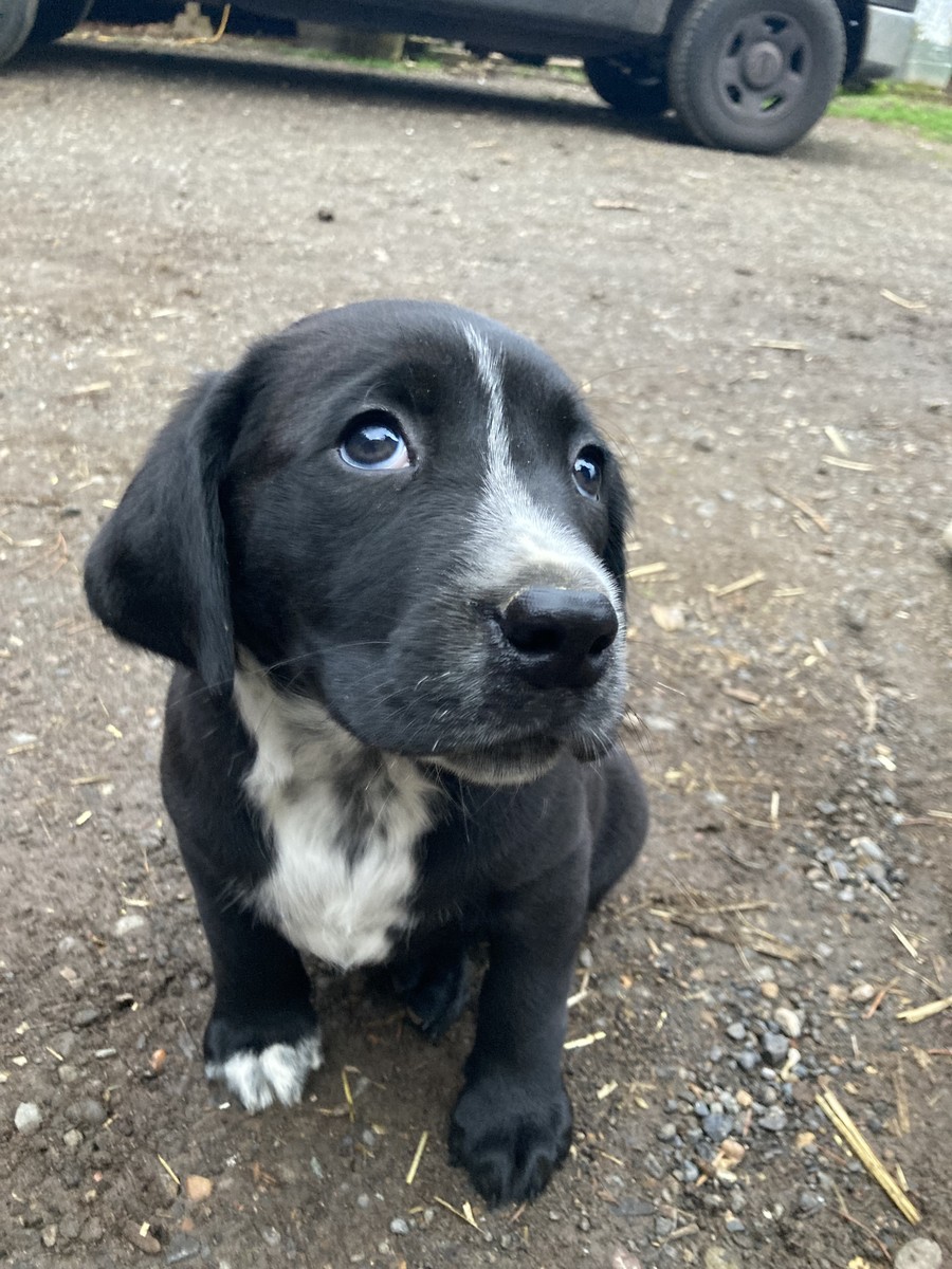 low perspective closeup of a black puppy with a speckled white blaze on his chest, outdoors
