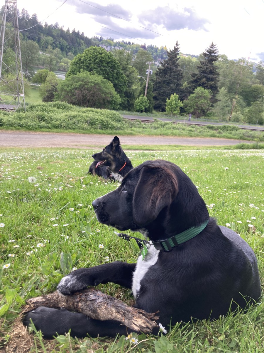 Kuma and Bozeman in the daisies Two black dogs in repose on a grassy hillside dotted with lawn daisies. They look out of frame to the left. in the distance are a gravel path, a paved path, and a steep forested hillside across the Willamette River