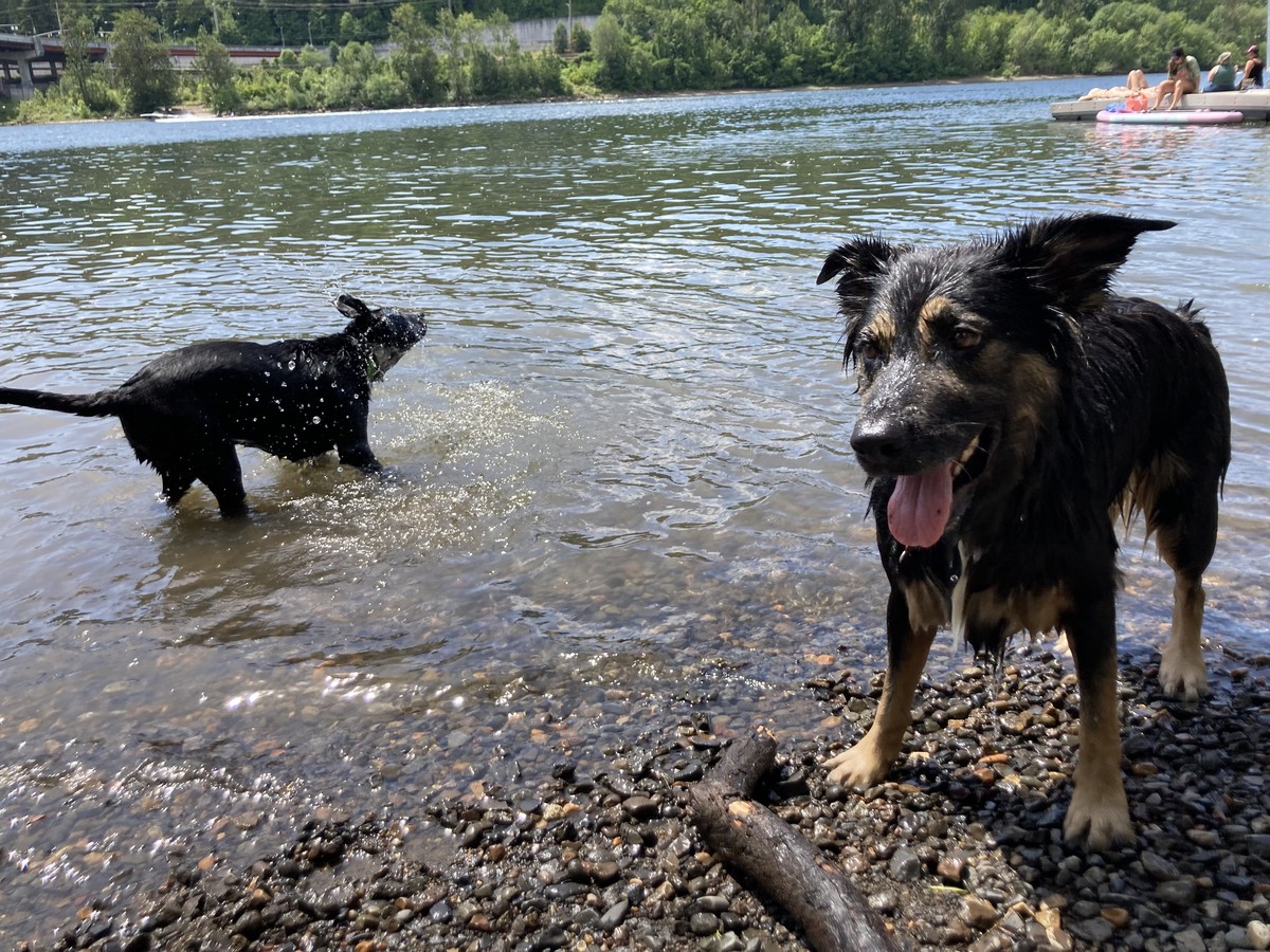 Bozeman shaking off, Kuma in foreground Bozeman shaking off, Kuma in foreground