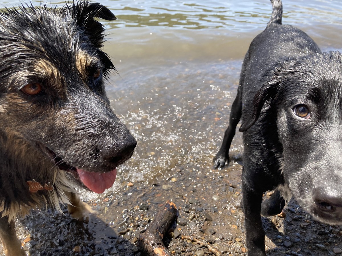 Kuma and Bozeman on the river, closeup Kuma and Bozeman on the river, closeup